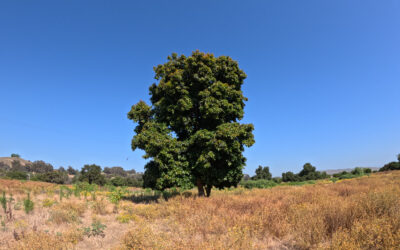 Feral avocado tree in San Juan Capistrano