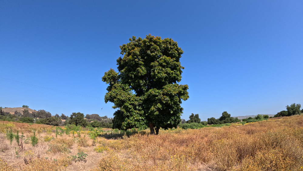 Feral avocado tree in San Juan Capistrano