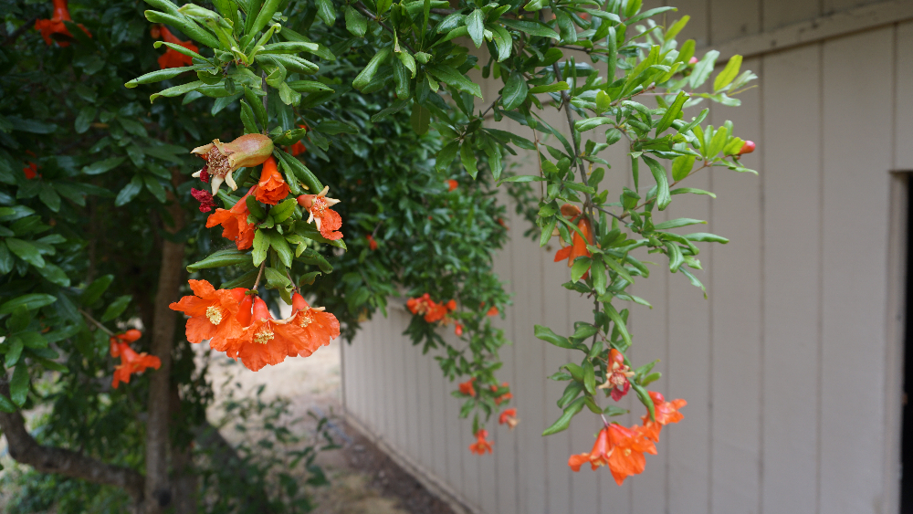 Pomegranate flowers