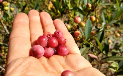 Pink Lemonade blueberry bush: a profile