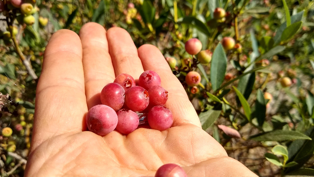 Pink Lemonade blueberry bush: a profile