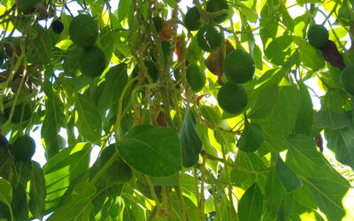 Avocado trees as “efficient factories,” with Mary Lu Arpaia