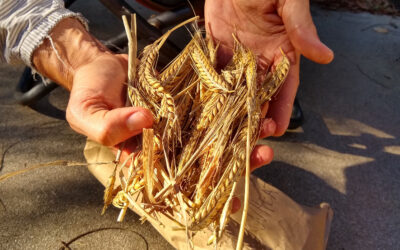 Growing wheat in Southern California