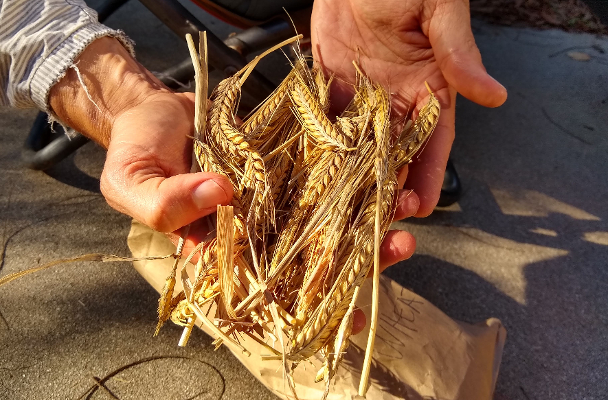 Growing wheat in Southern California