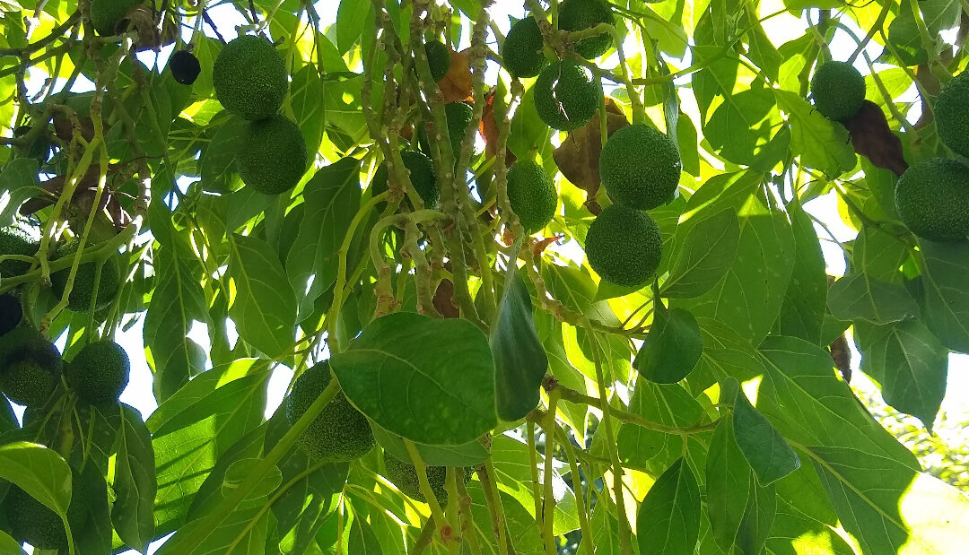 GEM avocado tree next to Bacon has most fruit