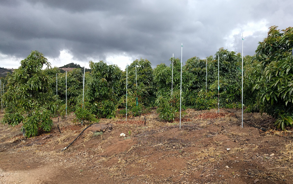 Reed avocado high-density grove