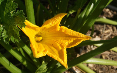 Growing zucchini in Southern California