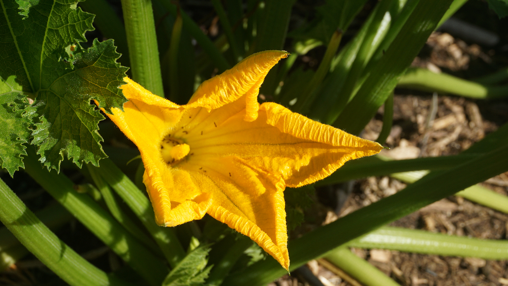 Growing zucchini in Southern California