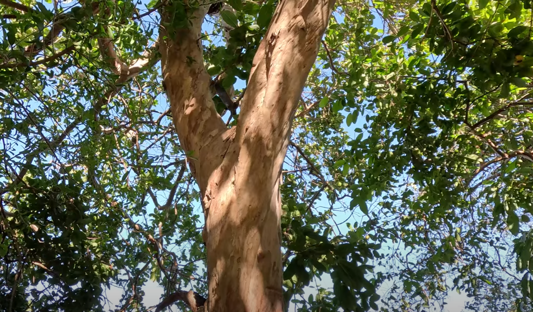 Old guava trees in Southern California