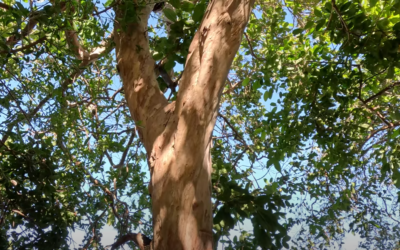 Old guava trees in Southern California