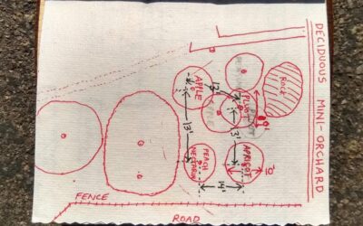 The layout of a food garden: where to plant what?