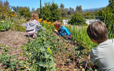 Want kids to eat vegetables? Grow them